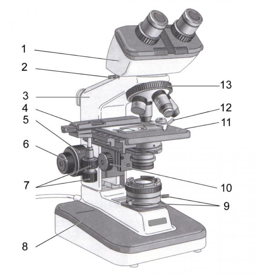 Observation au microscope optique